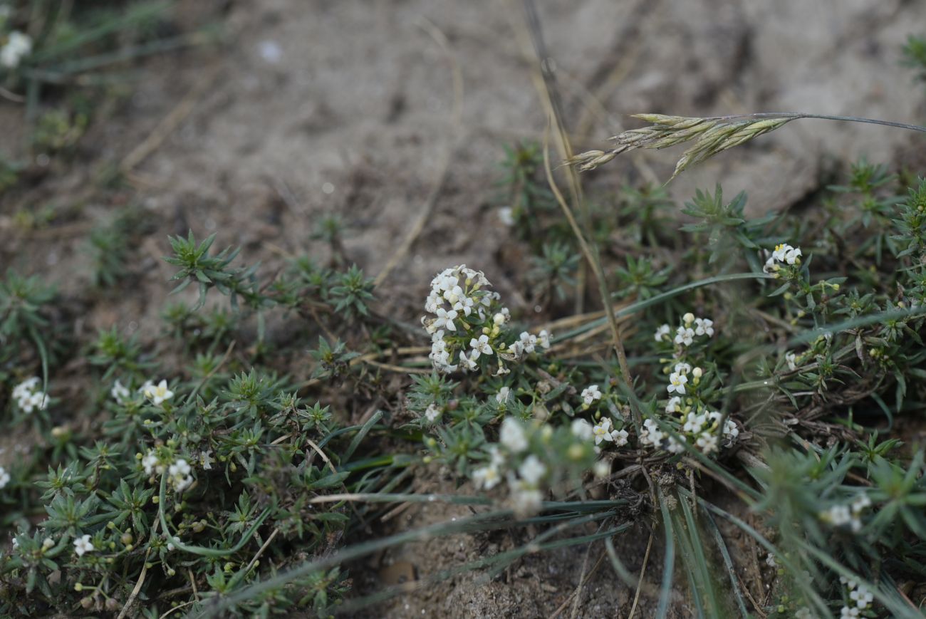 Image of Galium humifusum specimen.