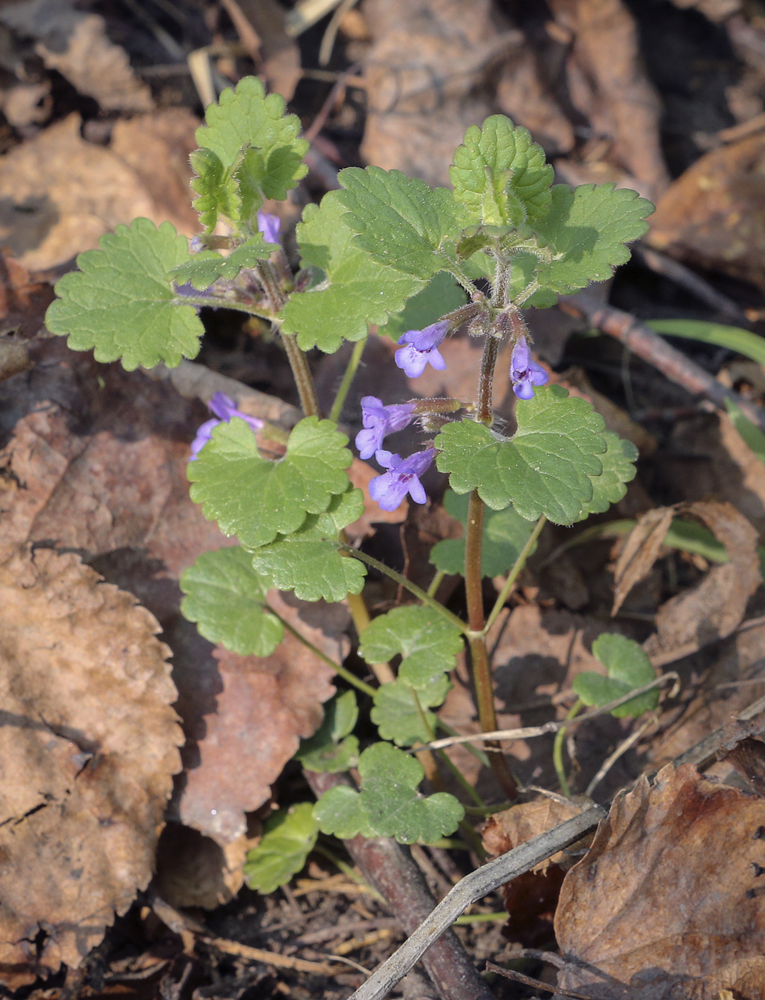 Изображение особи Glechoma hederacea.