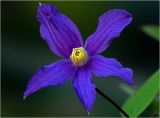Image of taxon representative. Author is Виталий Гуменюк
