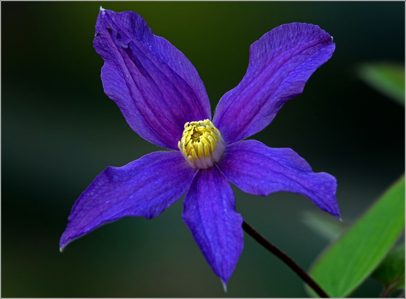 Изображение особи Clematis &times; jackmanii.