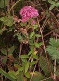 Hylotelephium triphyllum. Цветущее растение. Московская обл., ГО Подольск, мкр-н Климовск, смешанный лес. 26.09.2023.