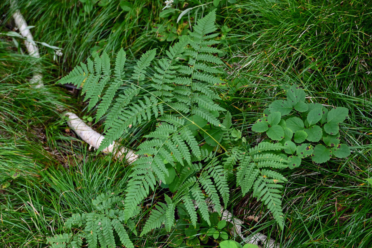 Image of genus Pteridium specimen.