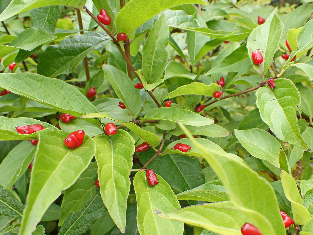 Image of Lonicera maximowiczii specimen.