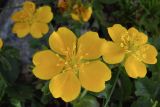 Potentilla ruprechtii