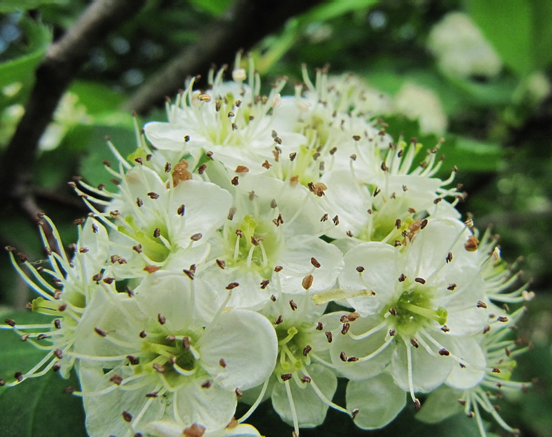 Изображение особи Crataegus sanguinea.