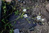 Cerastium jenisejense