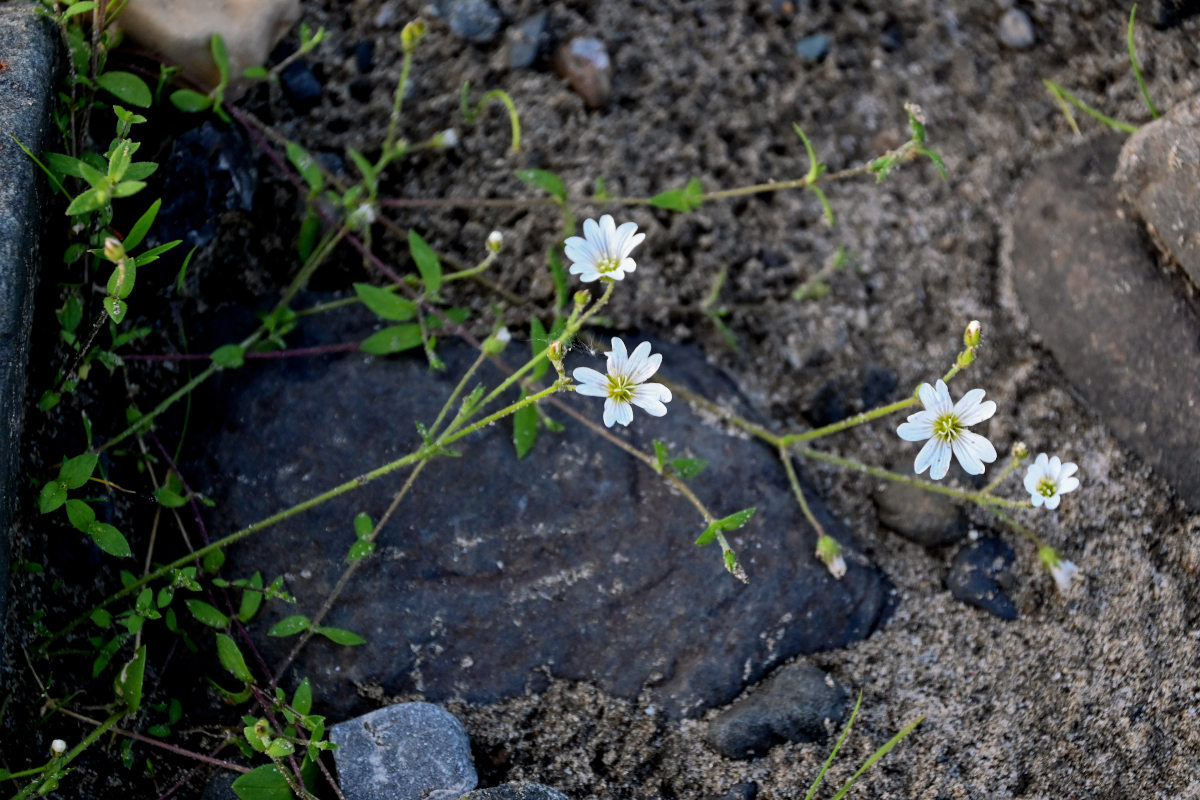 Image of Cerastium jenisejense specimen.