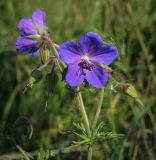 Geranium pratense