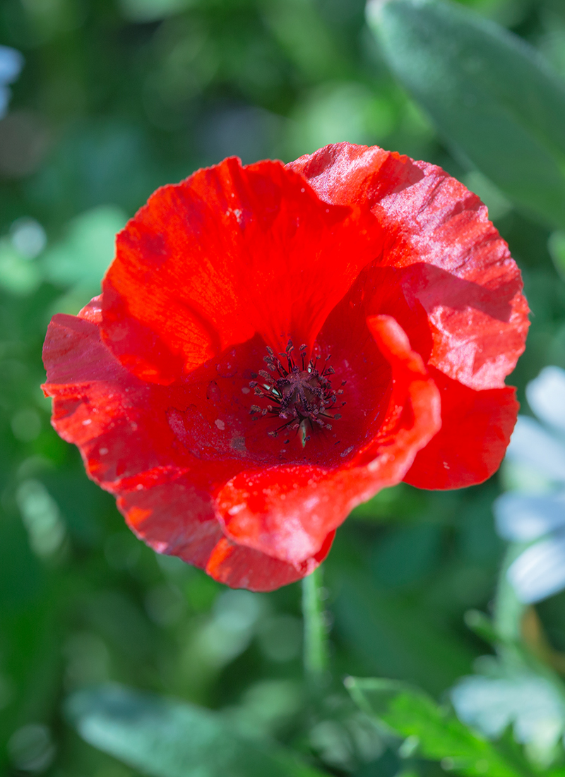 Изображение особи Papaver humile.