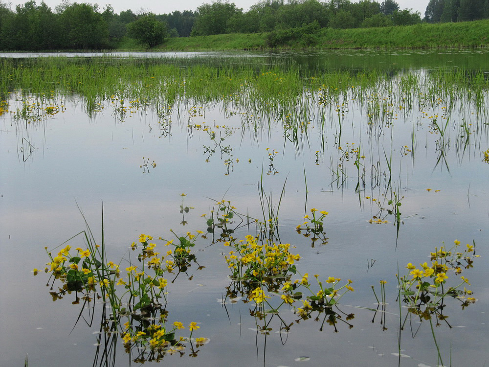 Image of Caltha palustris specimen.