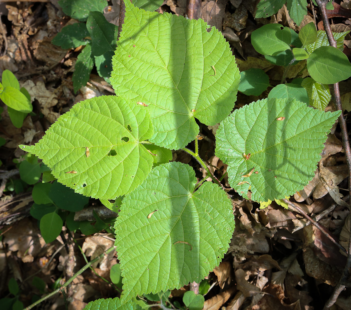 Image of Tilia begoniifolia specimen.