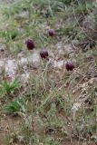 Fritillaria meleagroides
