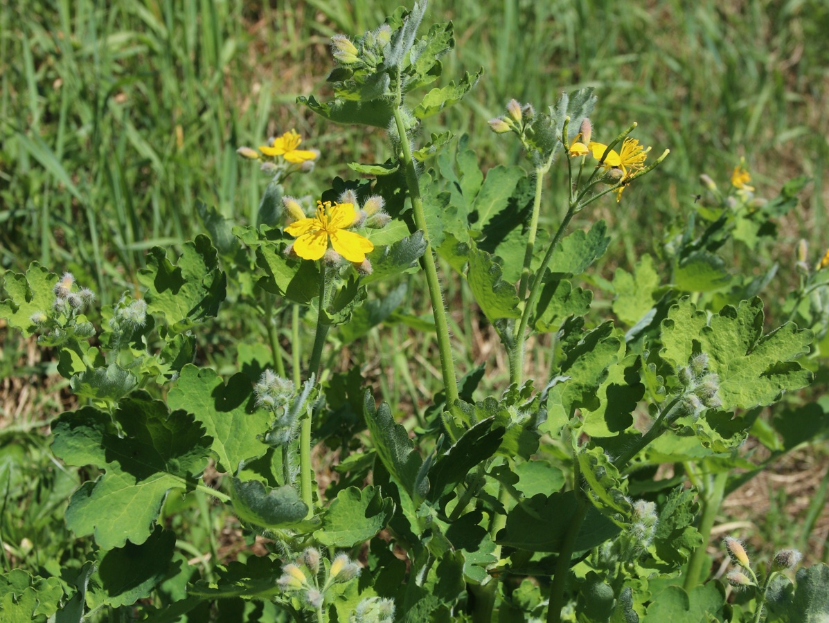 Image of Chelidonium majus specimen.