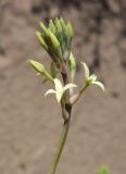 Dendrostellera ammodendron