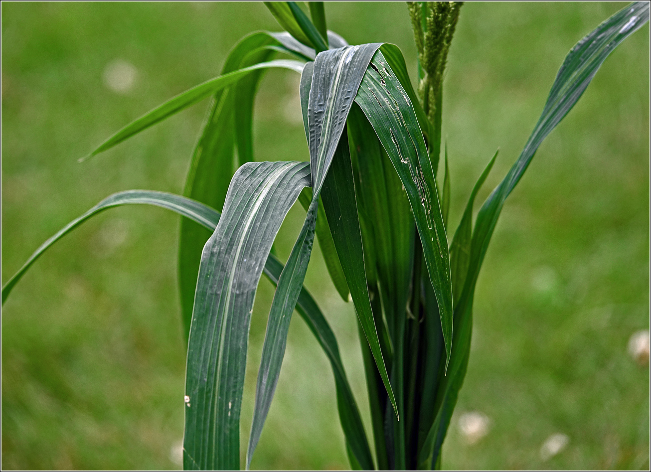 Image of genus Echinochloa specimen.