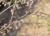 Tamarix laxa