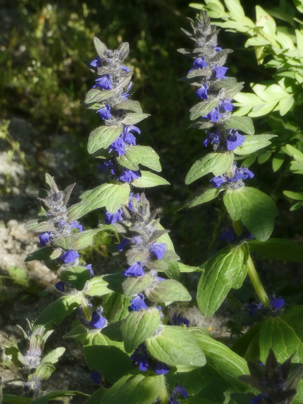 Изображение особи Ajuga genevensis.