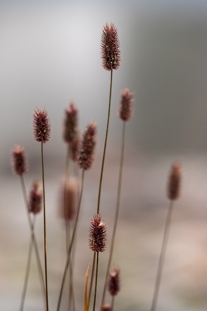 Image of Phleum alpinum specimen.