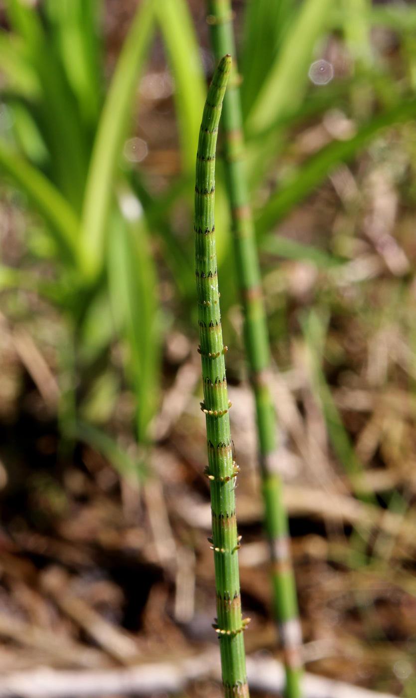 Изображение особи Equisetum fluviatile.
