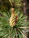 Pinus sylvestris. Мужские шишки. Ленинградская обл., окр. пос. Ленинское, 5 июня 2005 г.