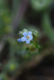 genus Lappula