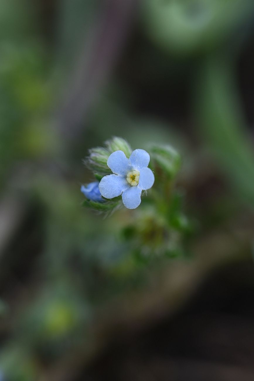 Image of genus Lappula specimen.