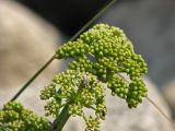 Crithmum maritimum