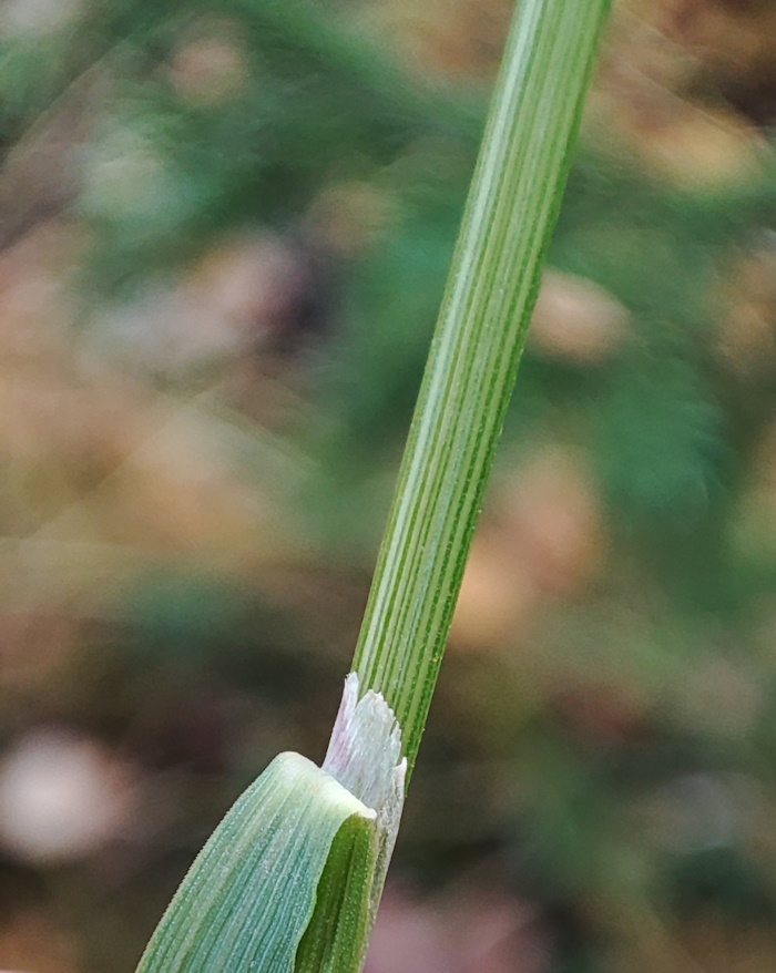 Изображение особи Calamagrostis lapponica.