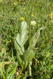 Trommsdorffia maculata