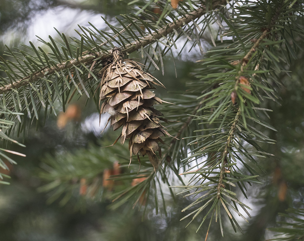 Изображение особи Pseudotsuga menziesii.