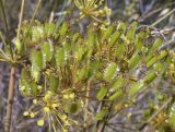 Thapsia villosa. Соплодия с незрелыми плодами. Испания, Каталония, пров. Жирона, комарка Баш Эмпорда, муниципалитет Паламос, гаррига на выходах скал. 18.05.2025.