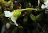 View full-size image Diapensia obovata