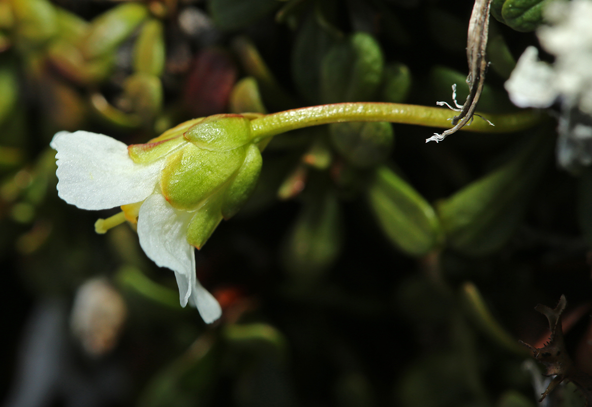 Image of Diapensia obovata specimen.