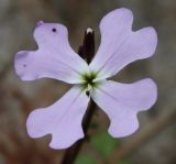 Ricotia lunaria. Цветок. Израиль, г. Кармиэль, верхняя часть склона долины. 15.02.2011.