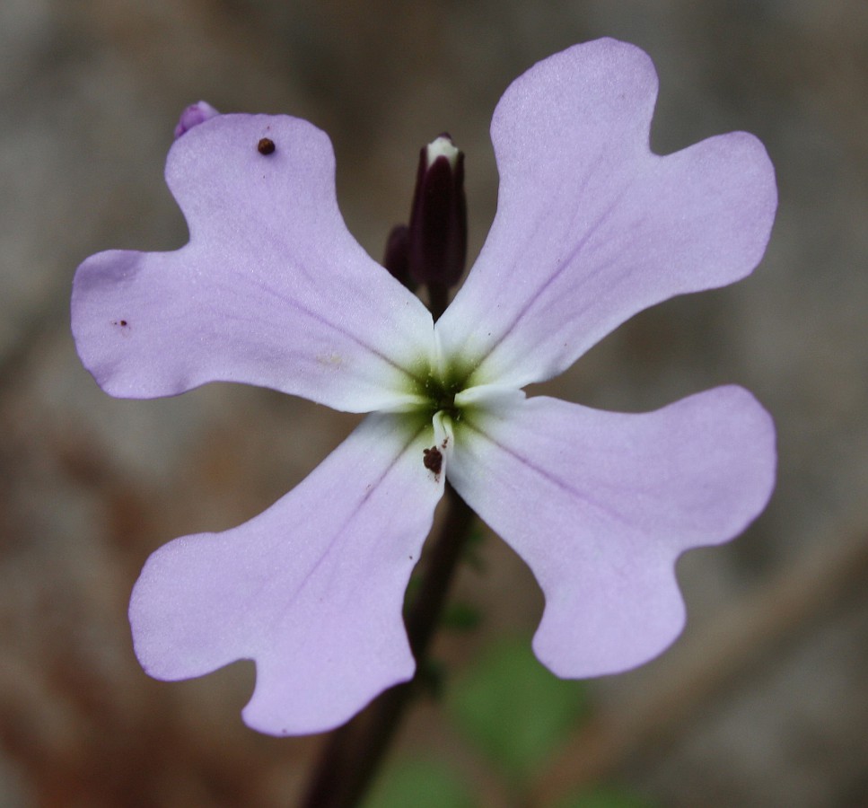 Image of Ricotia lunaria specimen.