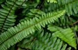 Nephrolepis cordifolia. Верхушка вайи. Китай, пров. Аньхой, дер. Хунцунь, в культуре. 28.05.2025.