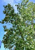 Liriodendron tulipifera