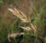Bromus hordeaceus. Соплодие. Абхазия, г. Пицунда, разнотравный луг вдоль асфальтовой дороги. 09.06.2025.