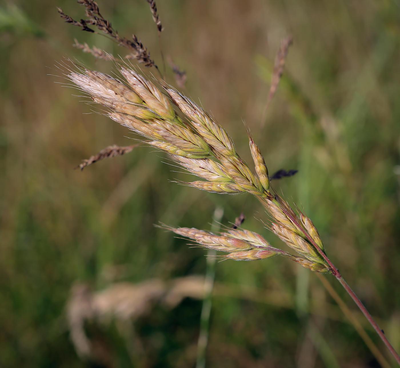 Изображение особи Bromus hordeaceus.