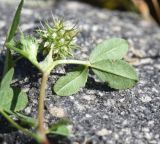 род Trifolium