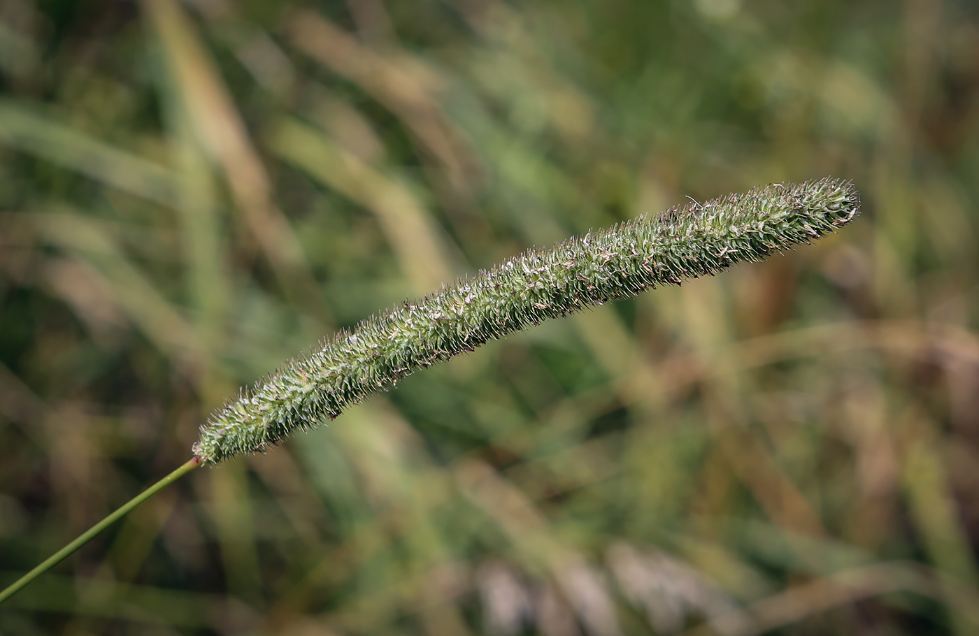 Изображение особи Phleum pratense.