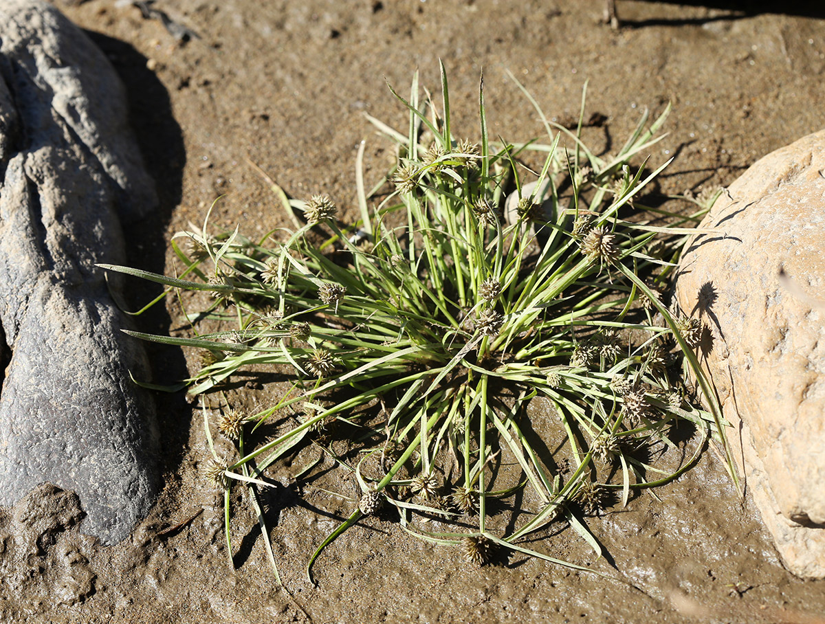 Image of Kyllinga kamtschatica specimen.