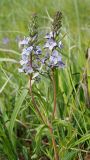 Veronica prostrata. Верхняя часть цветущего растения. Ульяновская обл., Мелекесский р-н, окр. пос. Вишенка, спуск в дол. р. Бирля, луговая степь. 18.05.2024.