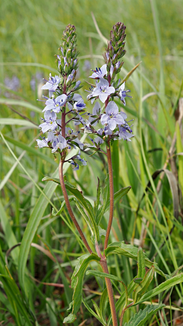 Изображение особи Veronica prostrata.