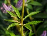 Veronicastrum virginicum. Часть побега с развивающимися пазушными соцветиями. Пермь, Ленинский р-н, городская эспланада. 1 сентября 2024 г.