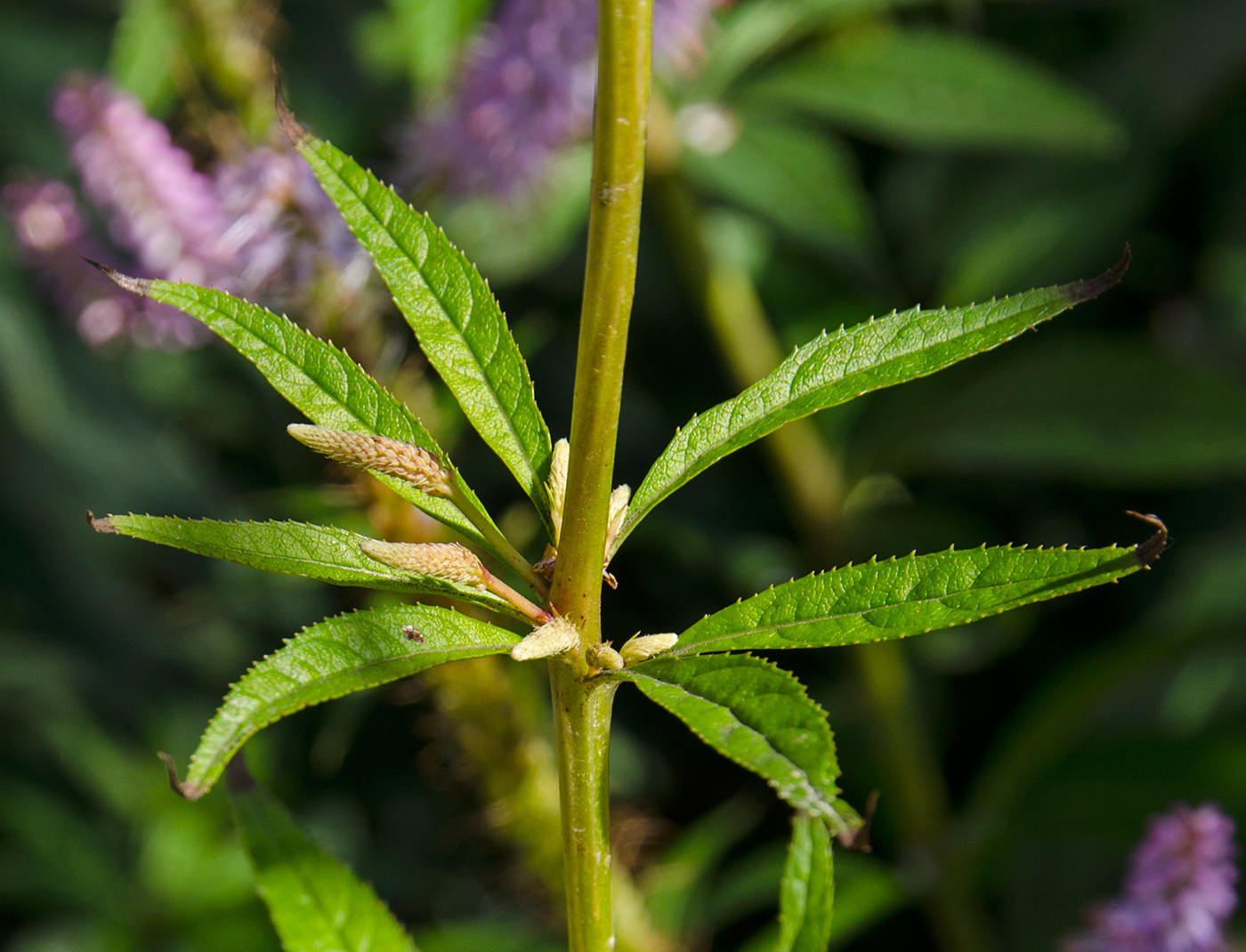 Image of Veronicastrum virginicum specimen.