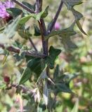 Смотреть изображение семейство Asteraceae