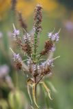 Veronicastrum virginicum. Отцветающие соцветия. Карелия, г. Петрозаводск, Ботанический сад ПетрГУ. 22.08.2025.