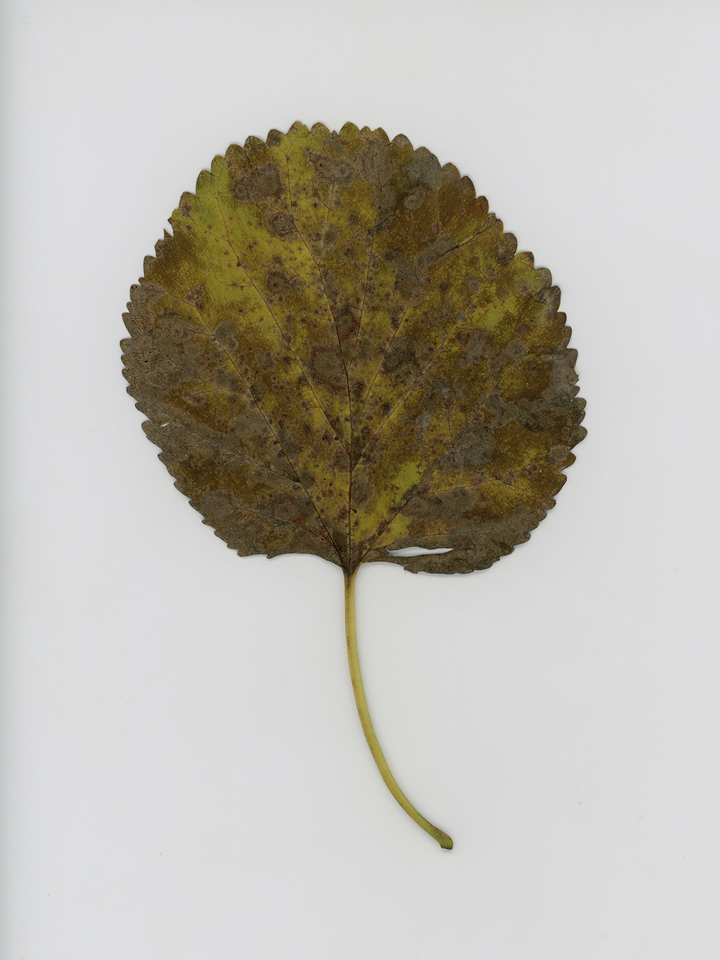 Изображение особи Tilia platyphyllos.