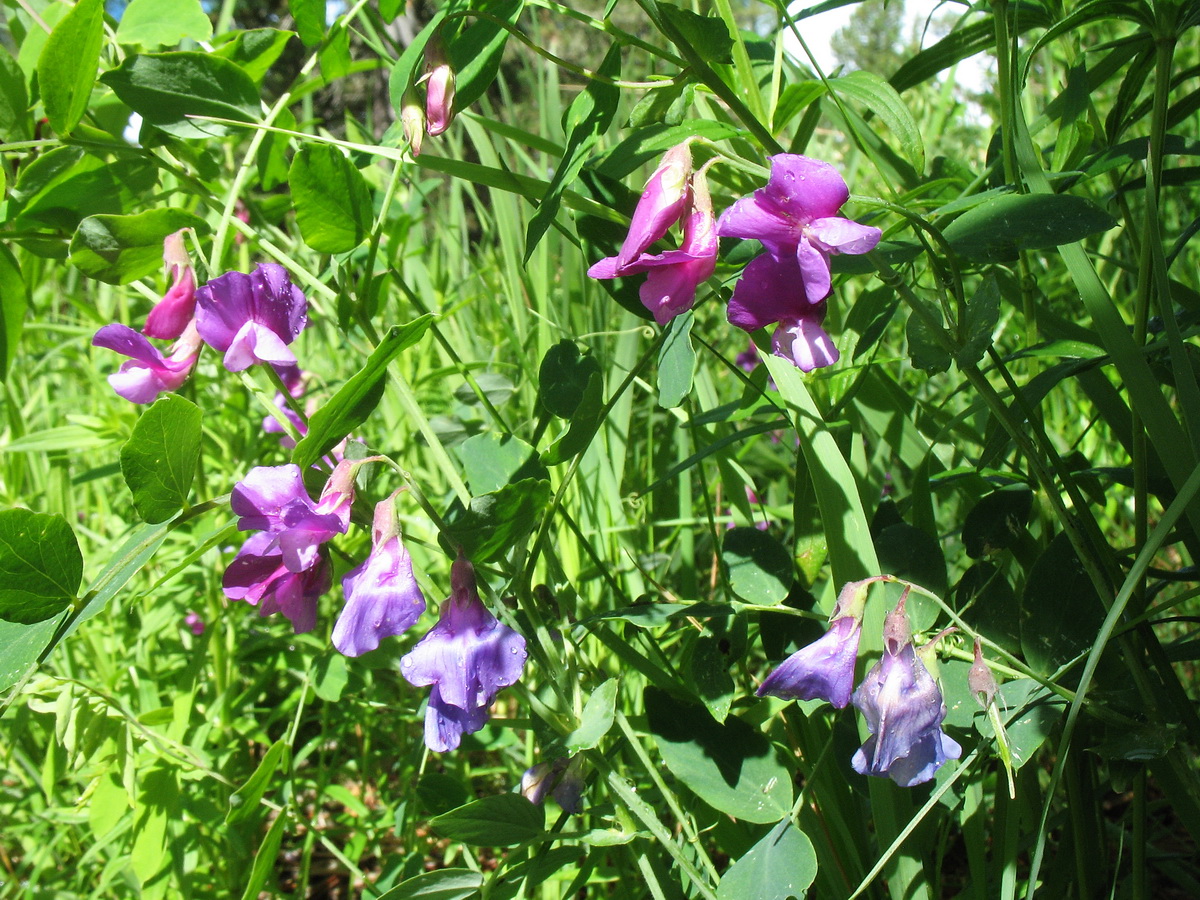 Image of Lathyrus humilis specimen.